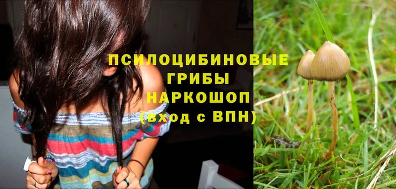 Псилоцибиновые грибы Psilocybe  как найти закладки  Углегорск 